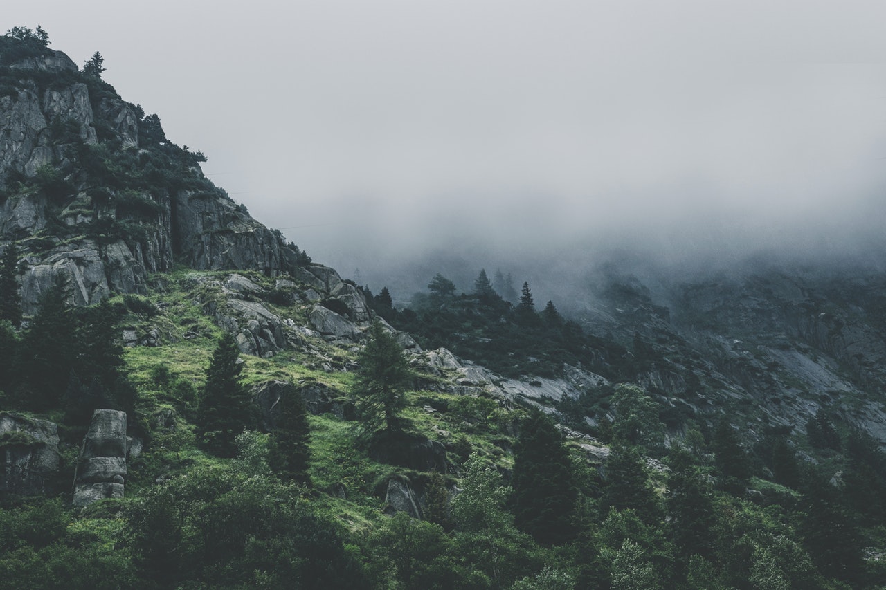 サービス Green Leafed Trees During Fog Time 167684